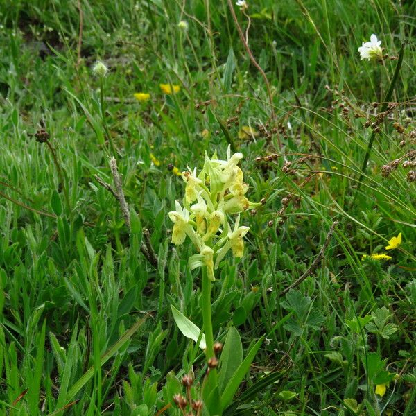 Dactylorhiza sambucina Floare