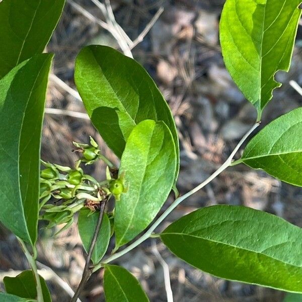 Lyonia mariana Φύλλο