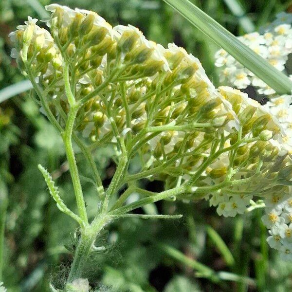 Achillea crithmifolia Kvet