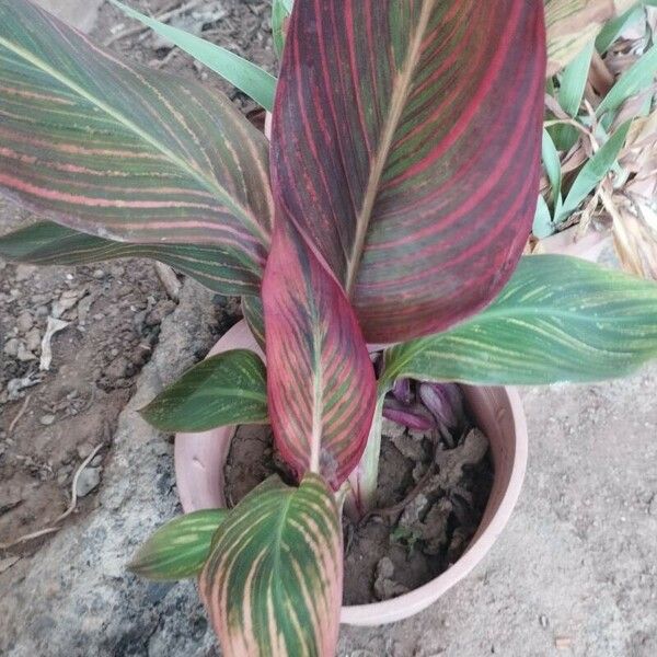 Canna × generalis পাতা