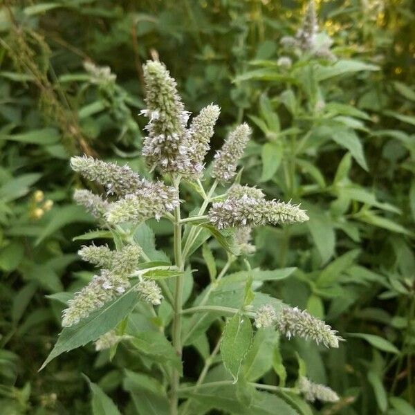 Mentha longifolia 花