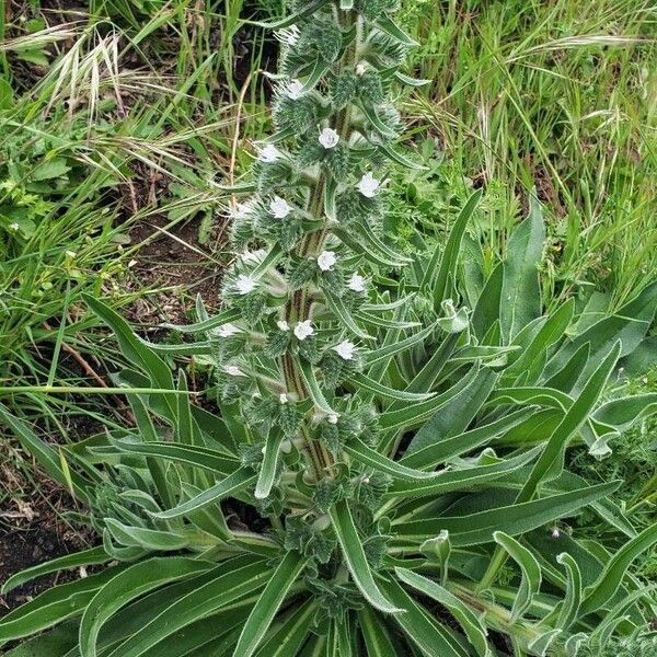 Echium italicum Лист