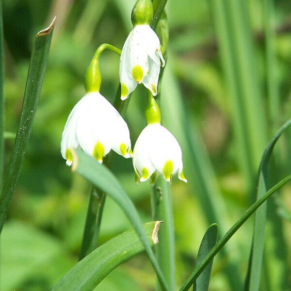 Leucojum aestivum Кветка