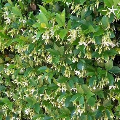 Trachelospermum jasminoides Συνήθη χαρακτηριστικά