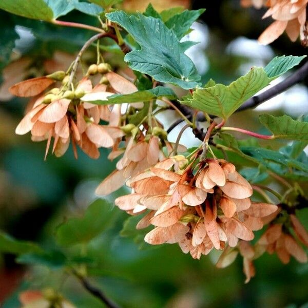 Acer tataricum Fruchs