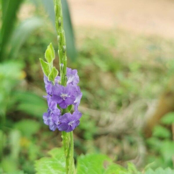 Stachytarpheta indica Blüte