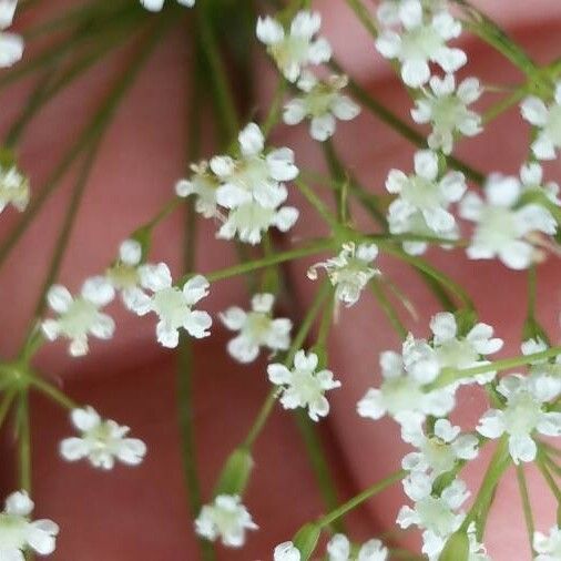 Falcaria vulgaris Blüte