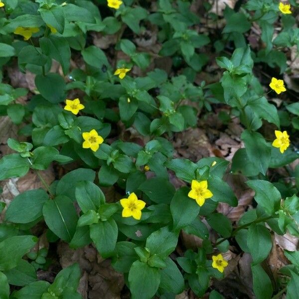 Lysimachia nemorum Кветка