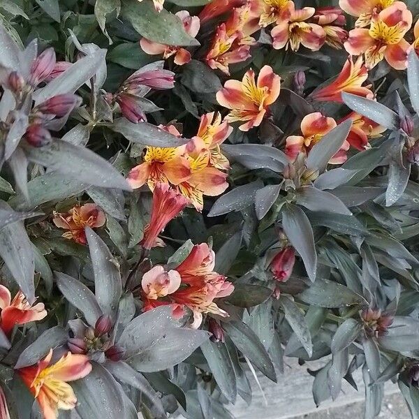 Alstroemeria ligtu Blomst