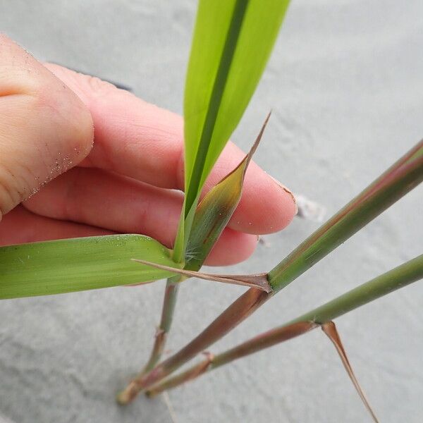 Phragmites karka Leaf