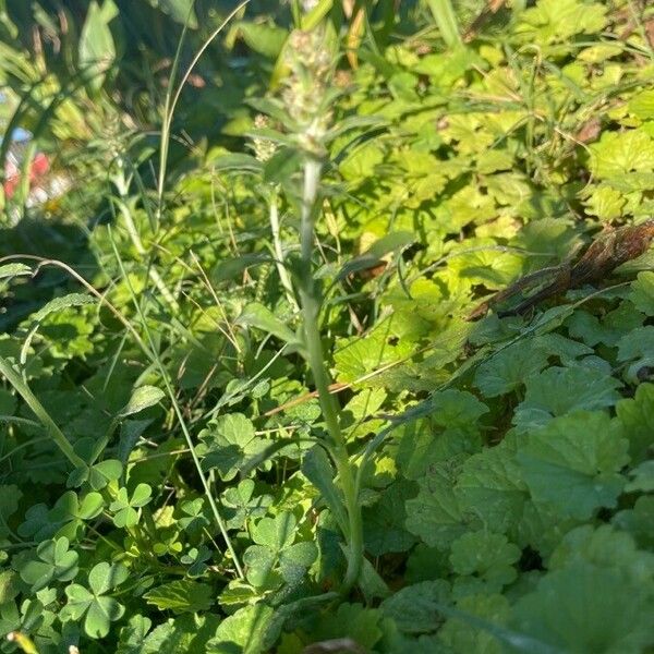 Gamochaeta purpurea برگ