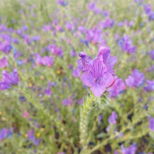 Echium plantagineum Žiedas