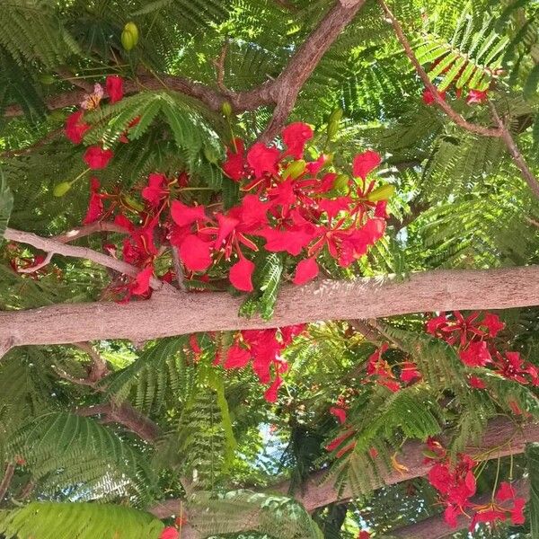 Delonix regia Folha