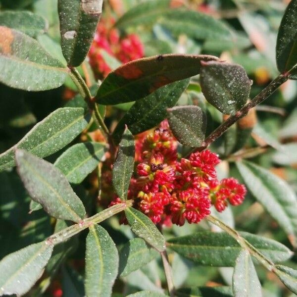 Pistacia lentiscus Hostoa