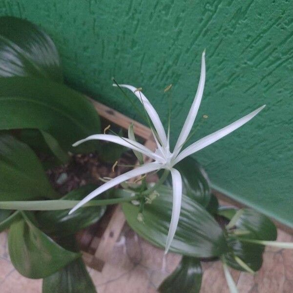 Hymenocallis tubiflora ফুল