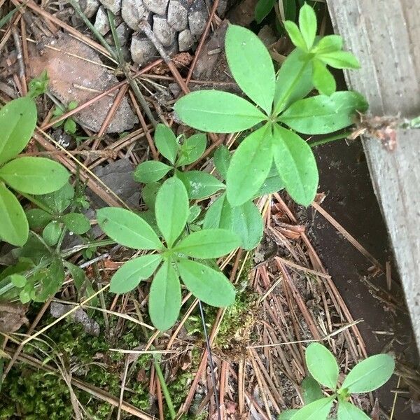 Galium triflorum ഇല