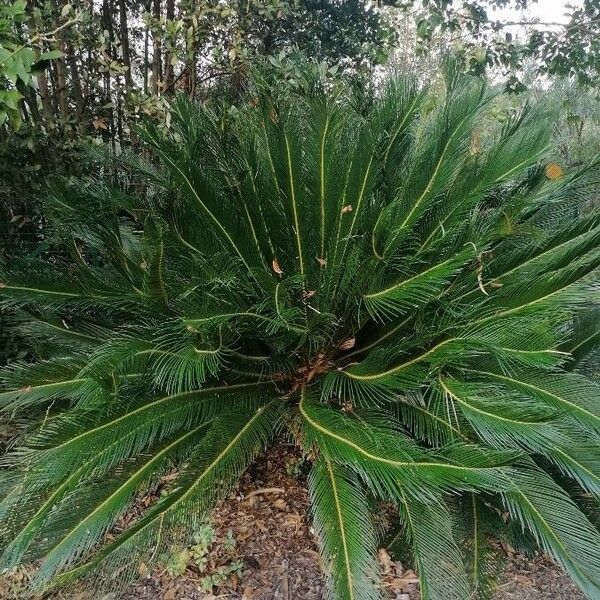 Cycas revoluta Ліст