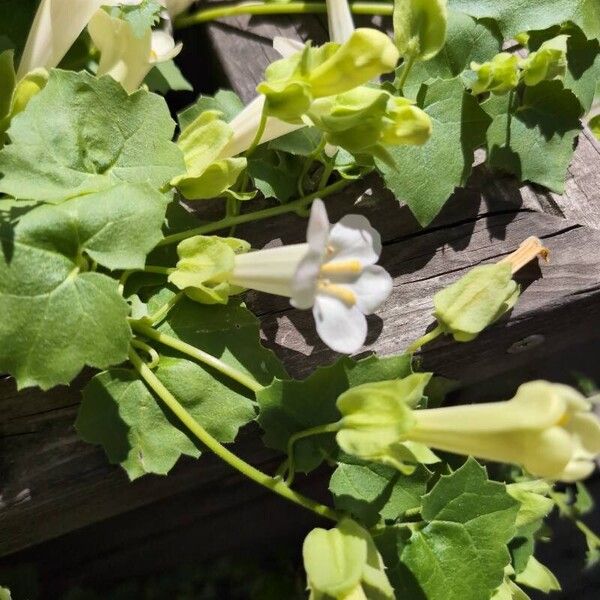 Lophospermum erubescens Квітка