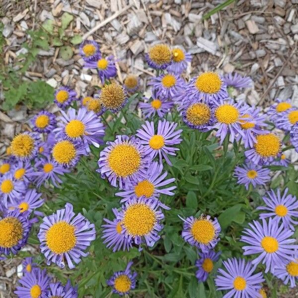 Erigeron speciosus Floare