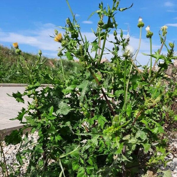 Urospermum picroides Habit