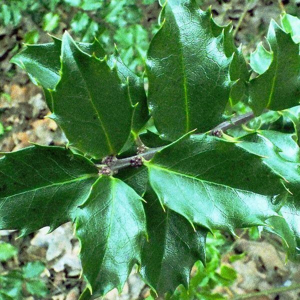 Ilex opaca Folla