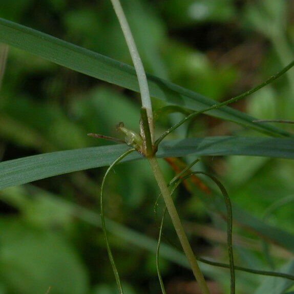 Zannichellia palustris Floro