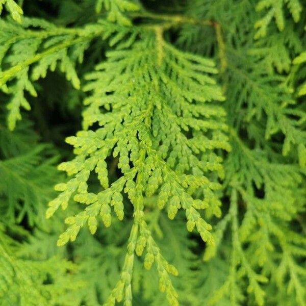 Thuja occidentalis Frunză