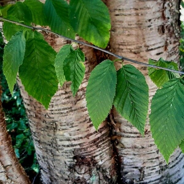 Betula alleghaniensis Frunză