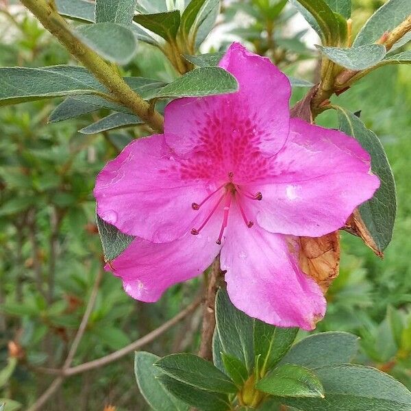 Rhododendron simsii Цвят