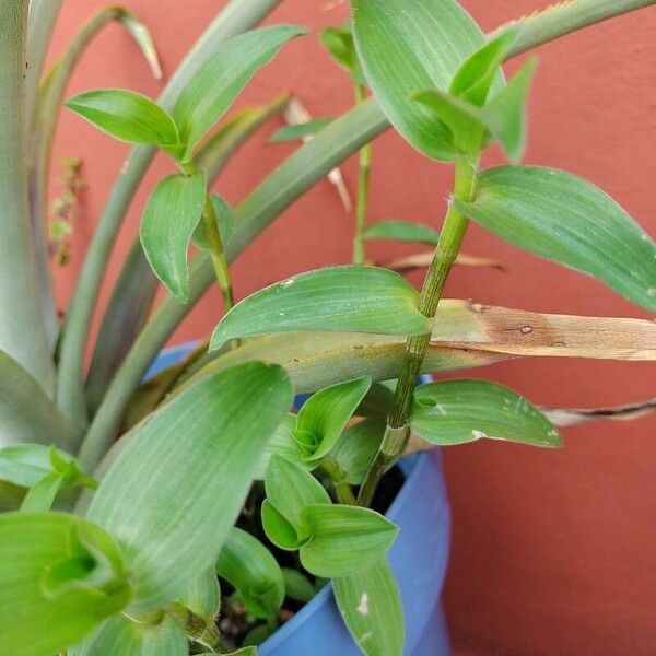 Tradescantia fluminensis 葉