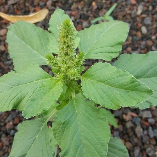 Amaranthus retroflexus Blatt