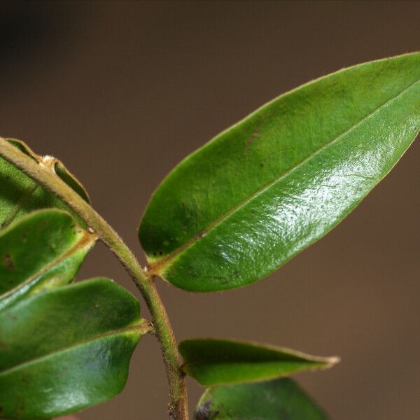 Diospyros sericea Leaf