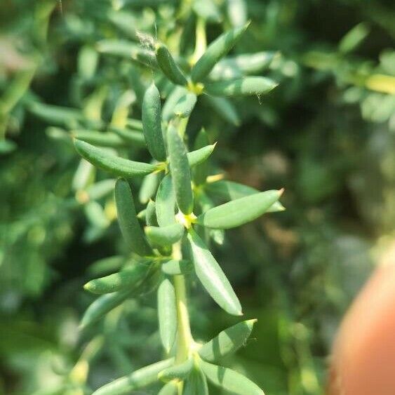 Berberis x stenophylla Leaf