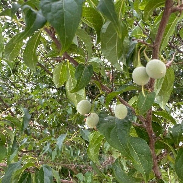 Styrax japonicus Vrucht