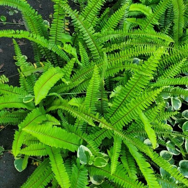 Nephrolepis cordifolia Blad