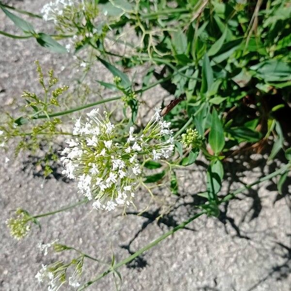 Valeriana rubra Cvet