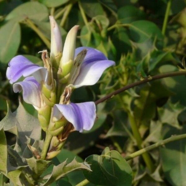 Acanthus ilicifolius Fleur