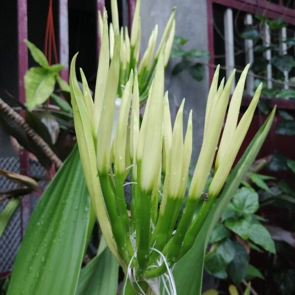 Crinum asiaticum Λουλούδι