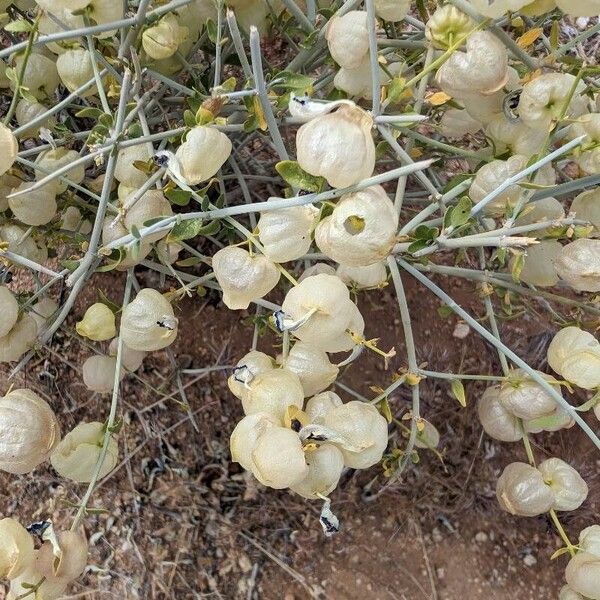 Scutellaria mexicana ഫലം