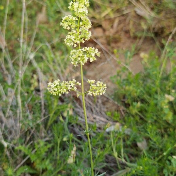 Galium × pomeranicum Kukka