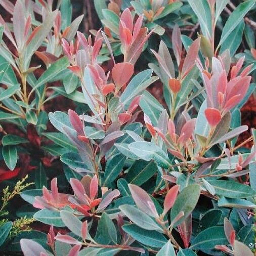 Tristaniopsis glauca