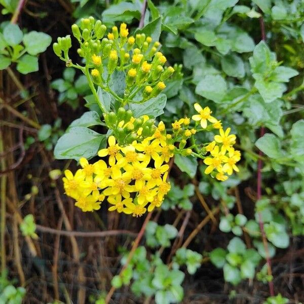 Senecio angulatus Kukka