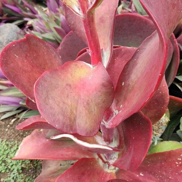 Kalanchoe tetraphylla Bark