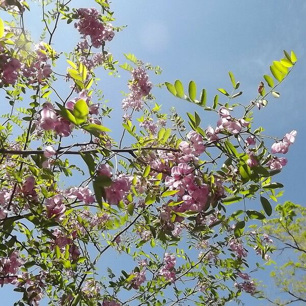 Robinia neomexicana Іншае