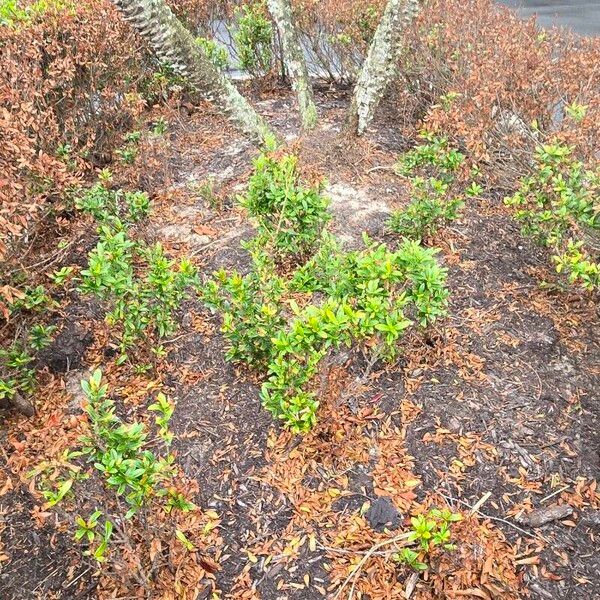 Ilex vomitoria Folha