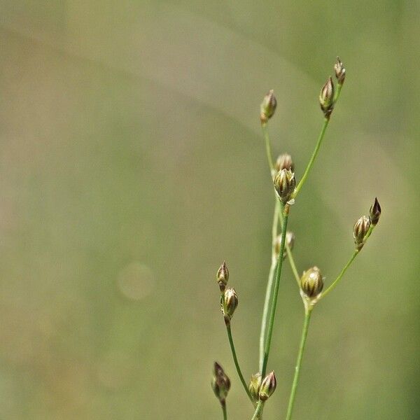 Juncus tenageia Annet