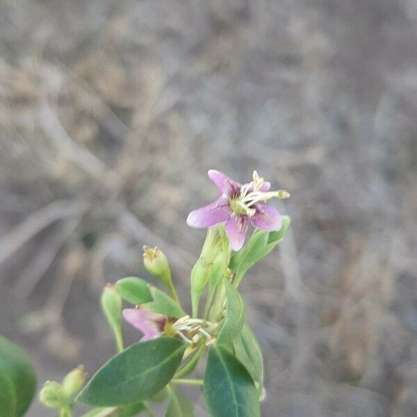 Lycium chinense Flower