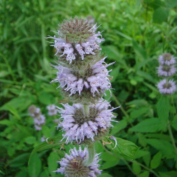 Blephilia ciliata Flower