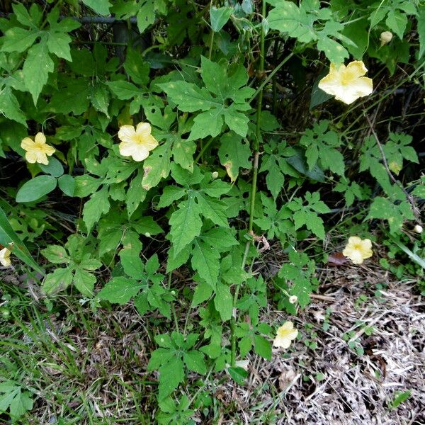 Momordica charantia Habit