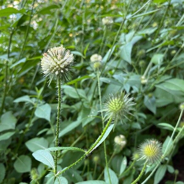 Dipsacus pilosus 花